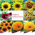 2015 All Colors Of Organic Sunflower Seeds For Growing